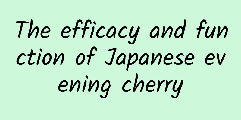 The efficacy and function of Japanese evening cherry