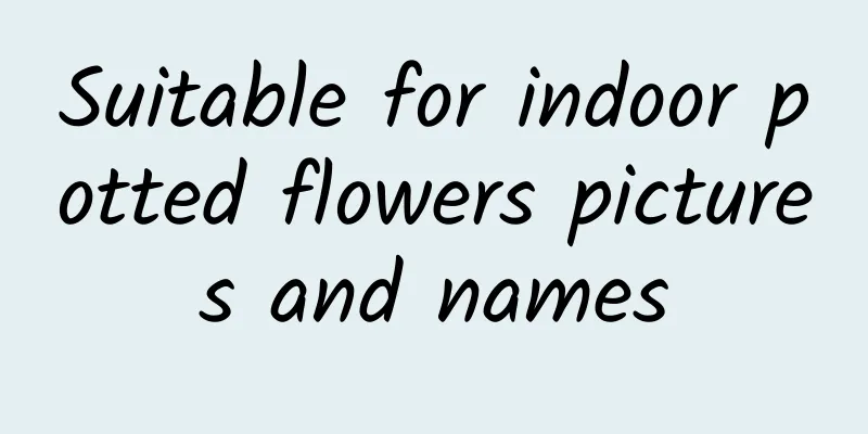 Suitable for indoor potted flowers pictures and names