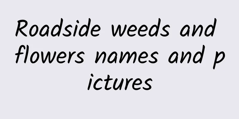 Roadside weeds and flowers names and pictures