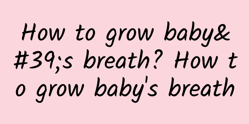 How to grow baby's breath? How to grow baby's breath