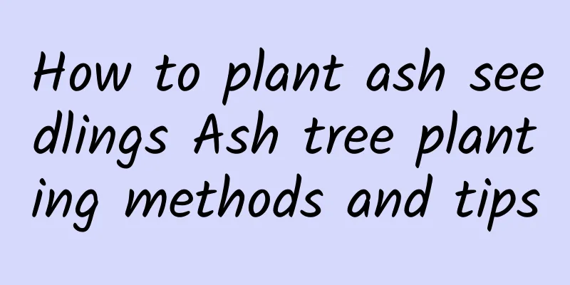 How to plant ash seedlings Ash tree planting methods and tips