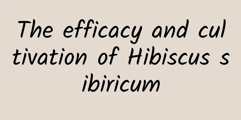 The efficacy and cultivation of Hibiscus sibiricum