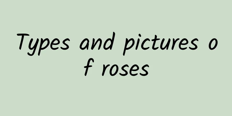 Types and pictures of roses