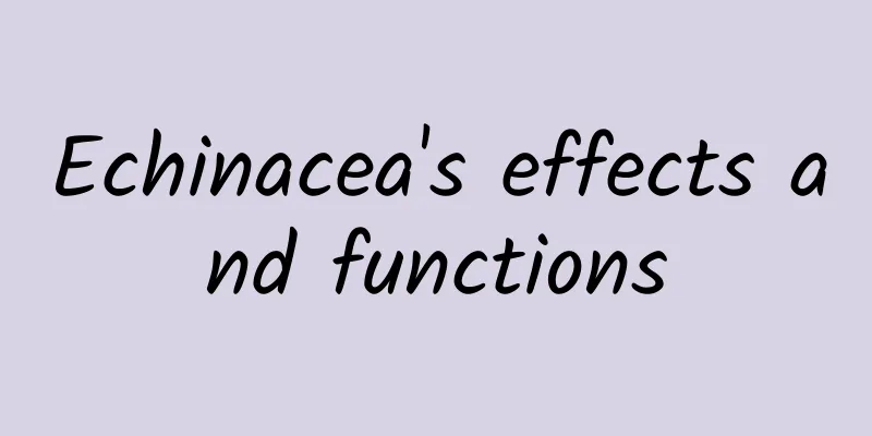 Echinacea's effects and functions