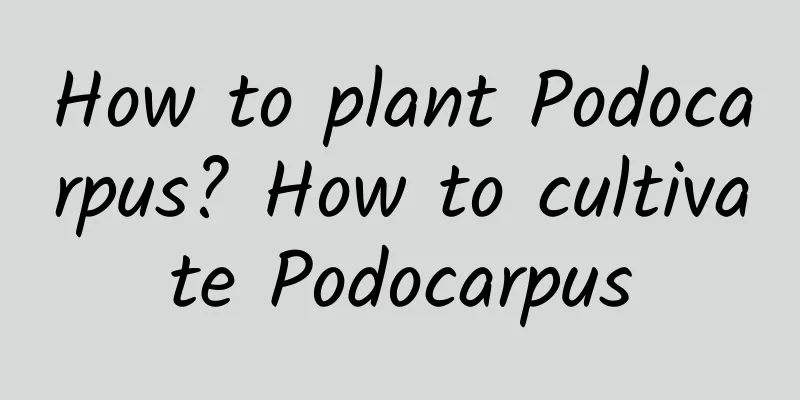 How to plant Podocarpus? How to cultivate Podocarpus