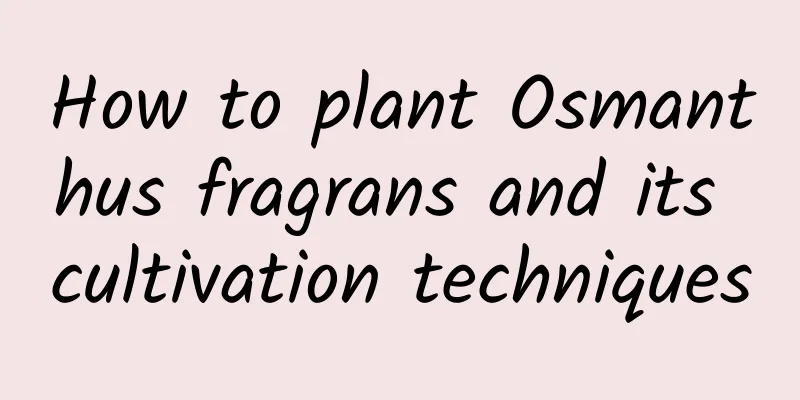 How to plant Osmanthus fragrans and its cultivation techniques