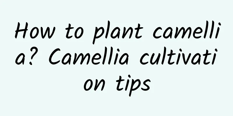 How to plant camellia? Camellia cultivation tips