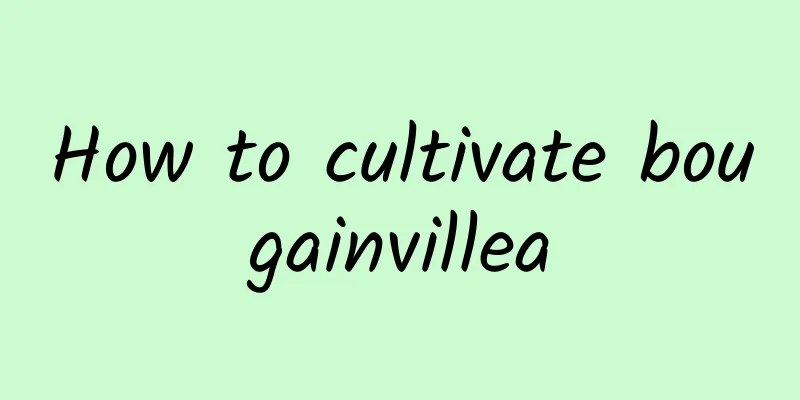 How to cultivate bougainvillea