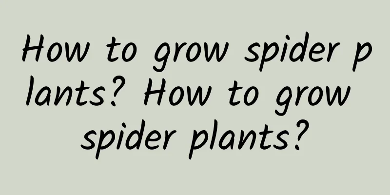 How to grow spider plants? How to grow spider plants?