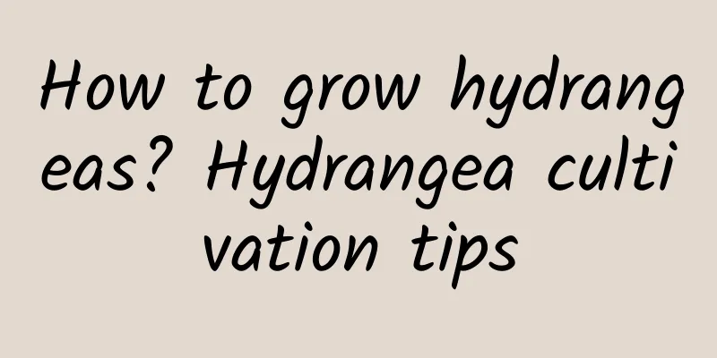 How to grow hydrangeas? Hydrangea cultivation tips