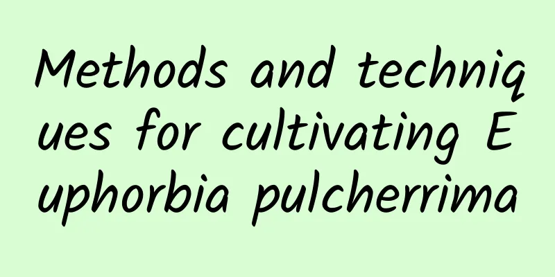 Methods and techniques for cultivating Euphorbia pulcherrima