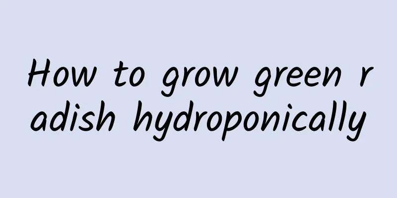 How to grow green radish hydroponically