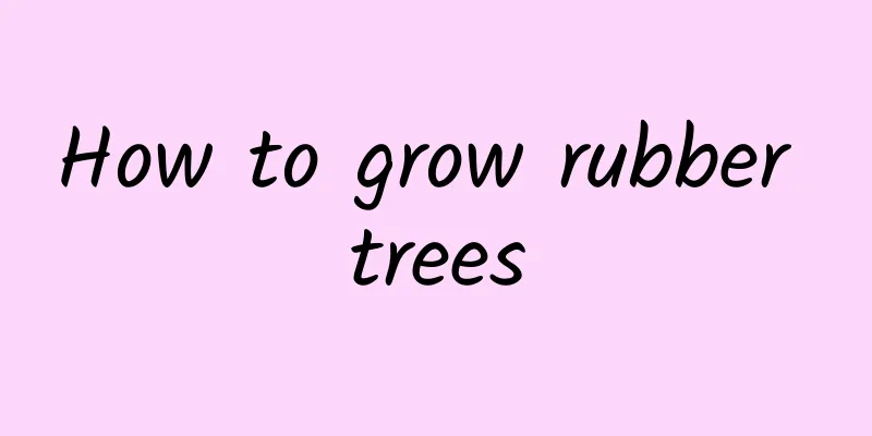 How to grow rubber trees