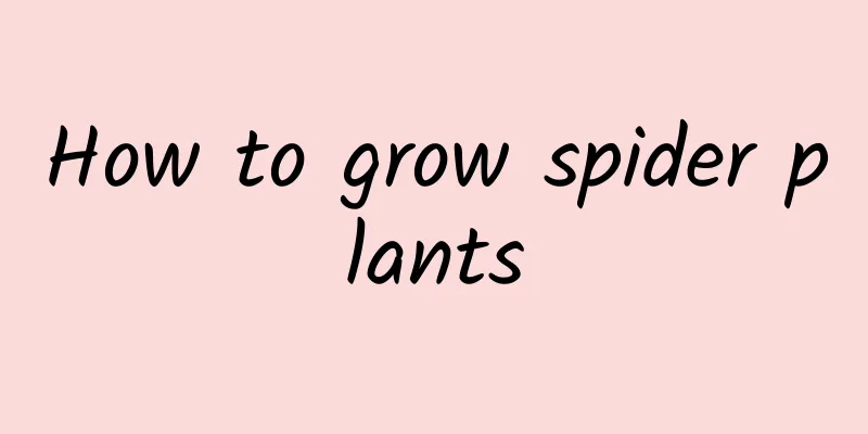 How to grow spider plants