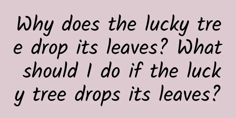 Why does the lucky tree drop its leaves? What should I do if the lucky tree drops its leaves?