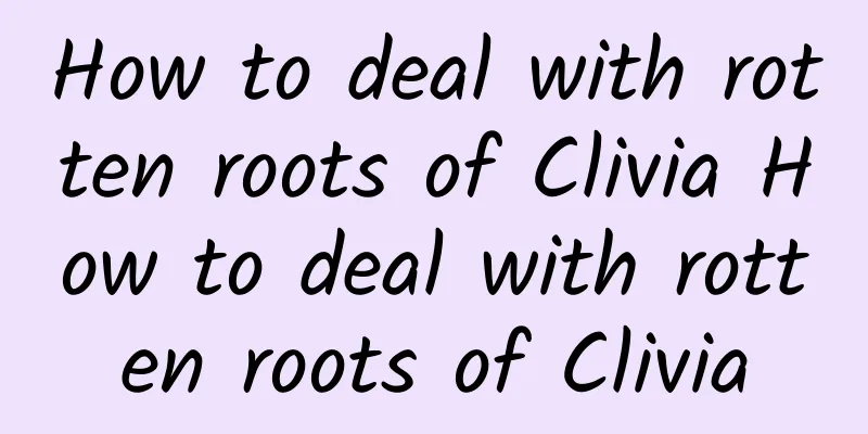 How to deal with rotten roots of Clivia How to deal with rotten roots of Clivia