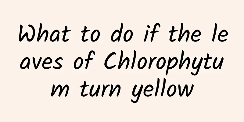 What to do if the leaves of Chlorophytum turn yellow