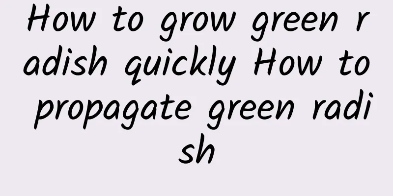 How to grow green radish quickly How to propagate green radish