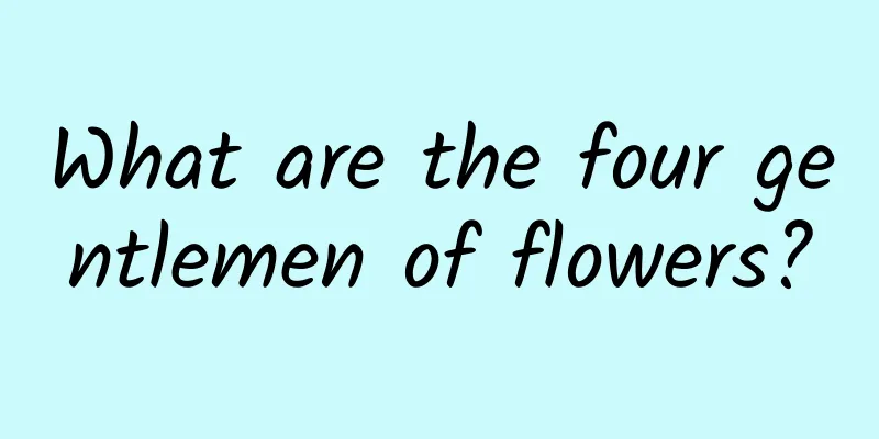 What are the four gentlemen of flowers?