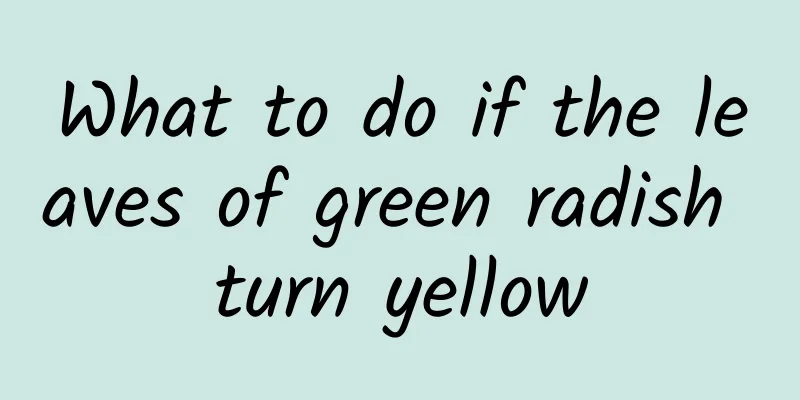 What to do if the leaves of green radish turn yellow