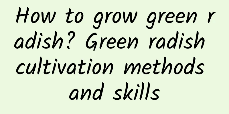 How to grow green radish? Green radish cultivation methods and skills