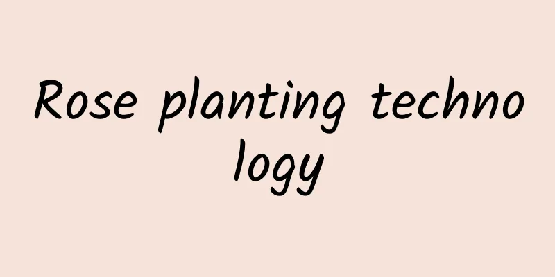 Rose planting technology