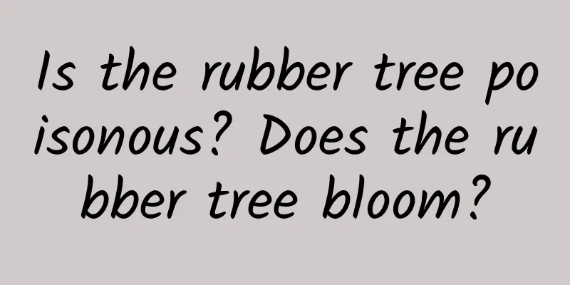 Is the rubber tree poisonous? Does the rubber tree bloom?