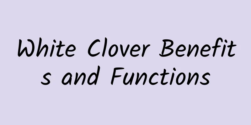 White Clover Benefits and Functions