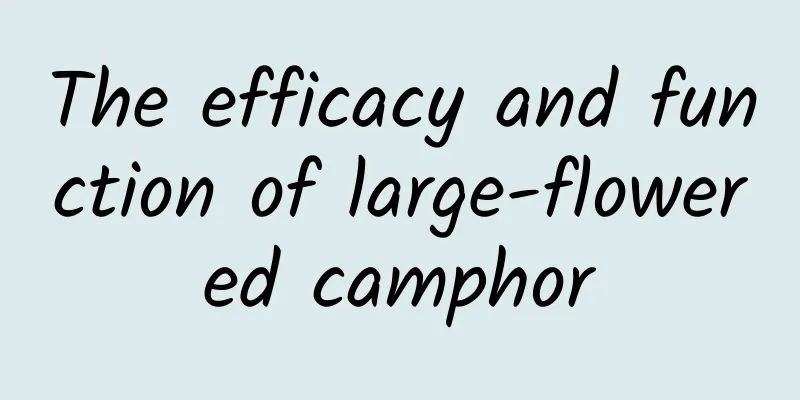 The efficacy and function of large-flowered camphor