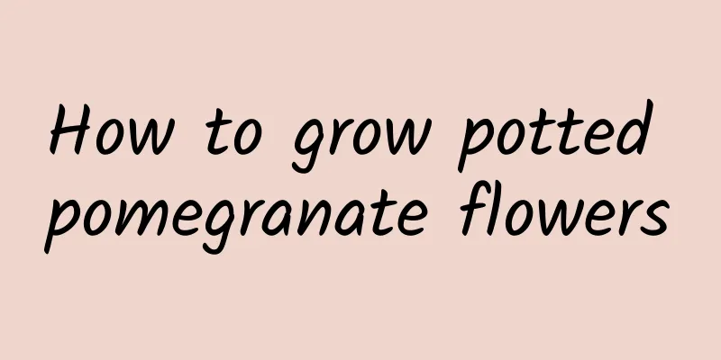 How to grow potted pomegranate flowers