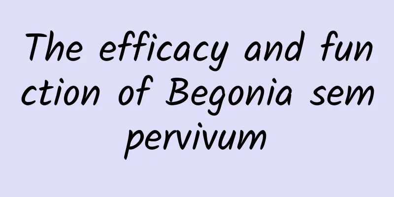 The efficacy and function of Begonia sempervivum