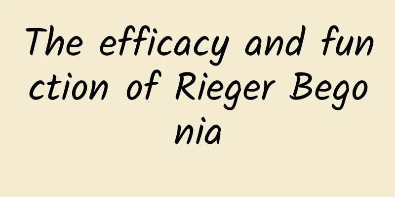 The efficacy and function of Rieger Begonia