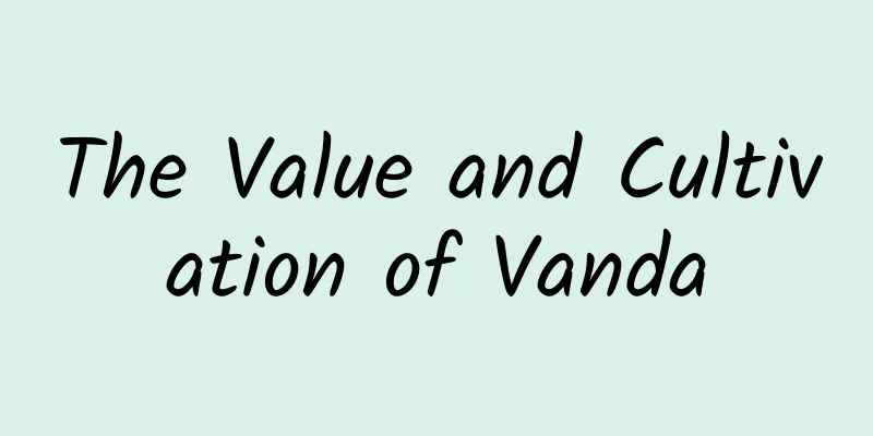 The Value and Cultivation of Vanda