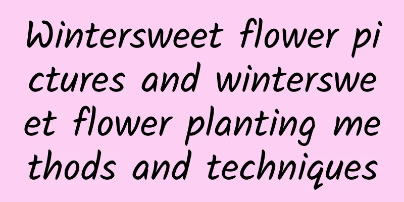 Wintersweet flower pictures and wintersweet flower planting methods and techniques