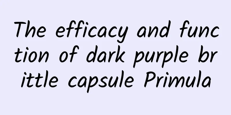 The efficacy and function of dark purple brittle capsule Primula