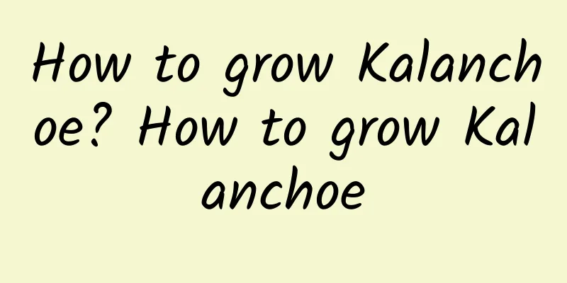 How to grow Kalanchoe? How to grow Kalanchoe