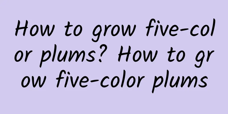 How to grow five-color plums? How to grow five-color plums