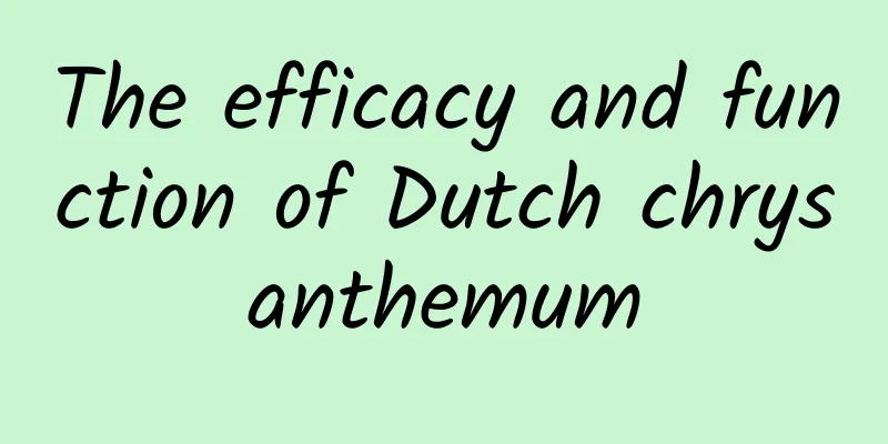 The efficacy and function of Dutch chrysanthemum