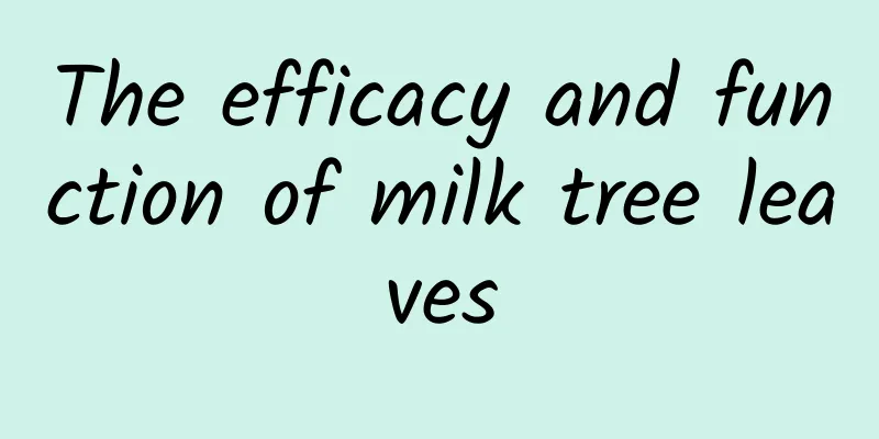 The efficacy and function of milk tree leaves