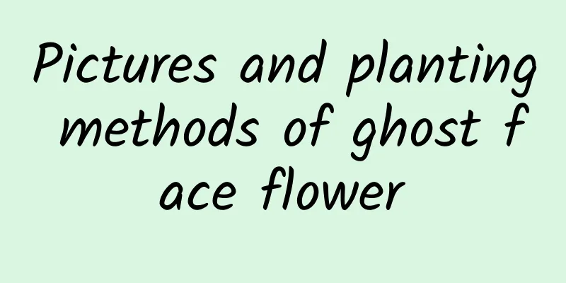 Pictures and planting methods of ghost face flower