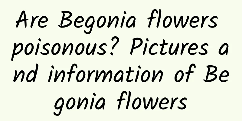 Are Begonia flowers poisonous? Pictures and information of Begonia flowers