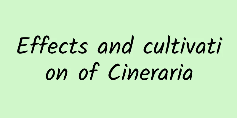 Effects and cultivation of Cineraria