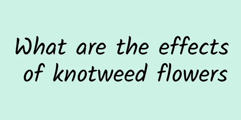 What are the effects of knotweed flowers