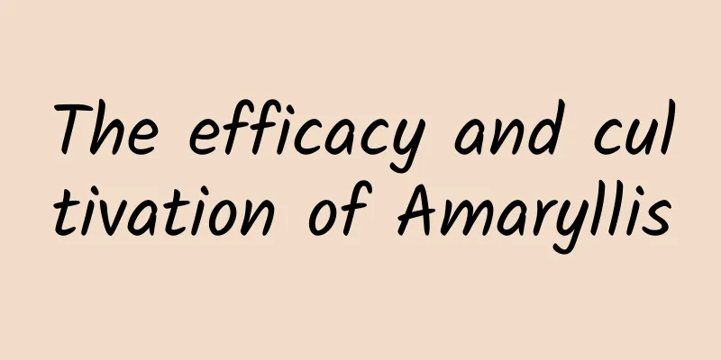 The efficacy and cultivation of Amaryllis