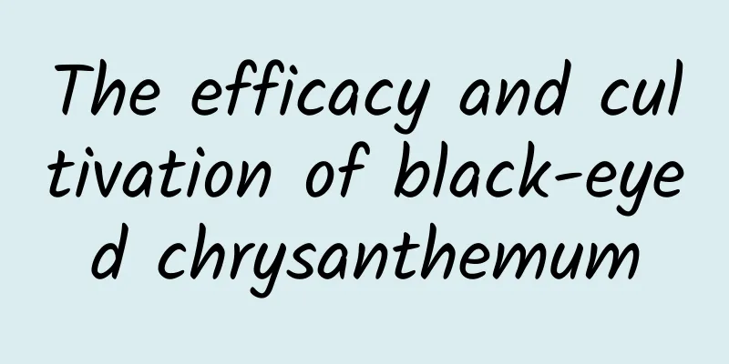 The efficacy and cultivation of black-eyed chrysanthemum