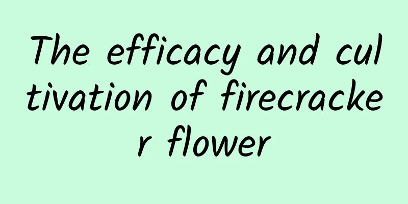 The efficacy and cultivation of firecracker flower