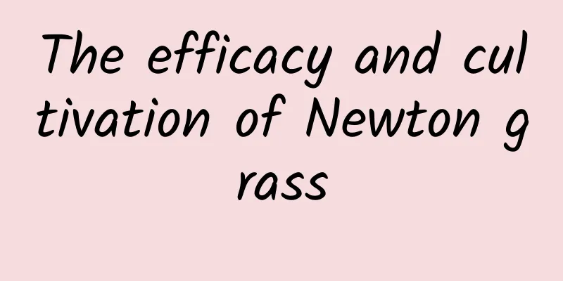 The efficacy and cultivation of Newton grass