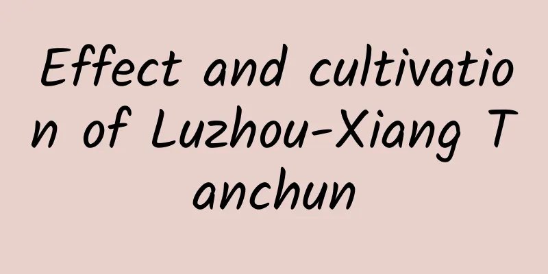 Effect and cultivation of Luzhou-Xiang Tanchun