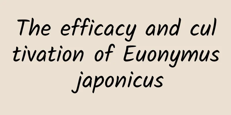 The efficacy and cultivation of Euonymus japonicus