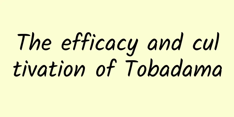 The efficacy and cultivation of Tobadama